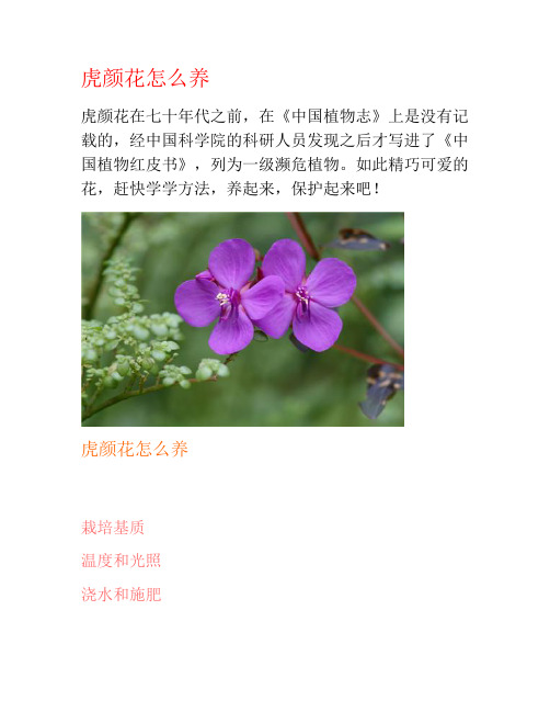 虎颜花怎么养