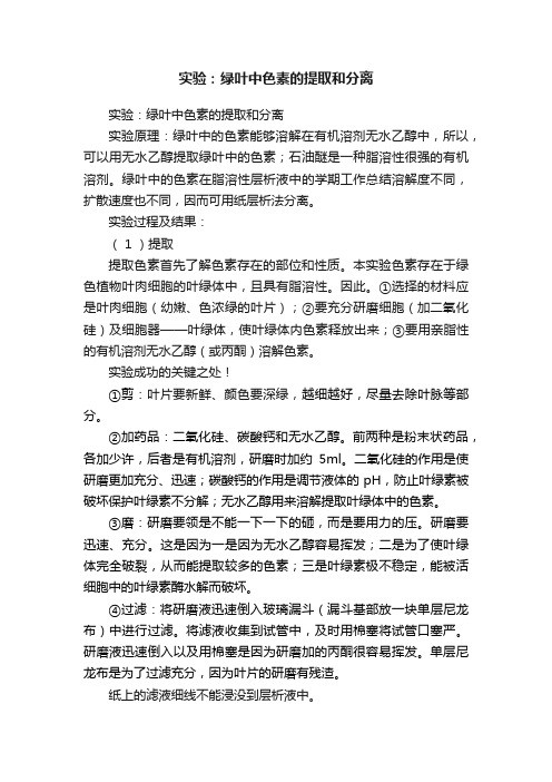 实验：绿叶中色素的提取和分离