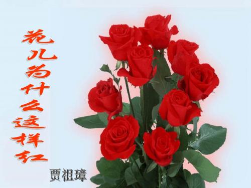苏教版语文八年级下册 花儿为什么这样红ppt课件