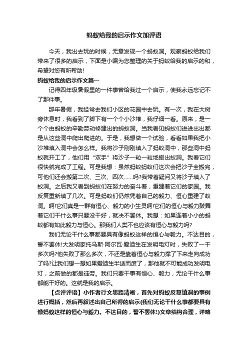 蚂蚁给我的启示作文加评语