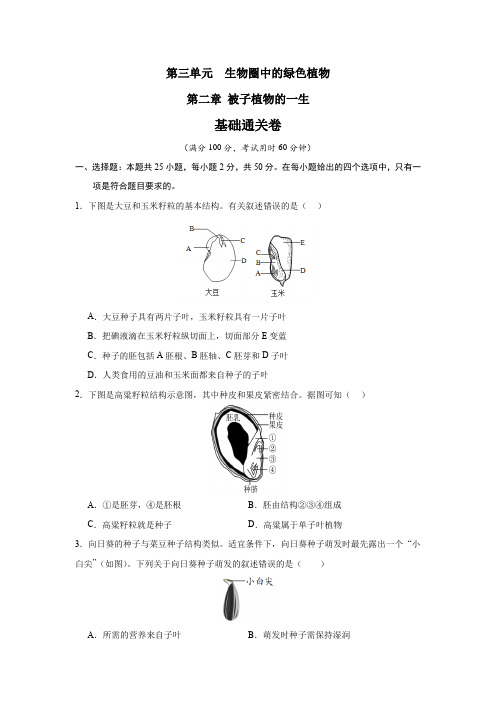 第二章 被子植物的一生【单元测试基础卷】(原卷版)