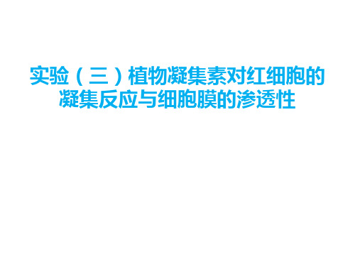 植物凝集素对红细胞的凝集反应