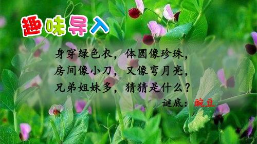 部编版(统编)小学语文四年级上册第二单元《5 一个豆荚里的五粒豆》(第1课时)教学课件PPT