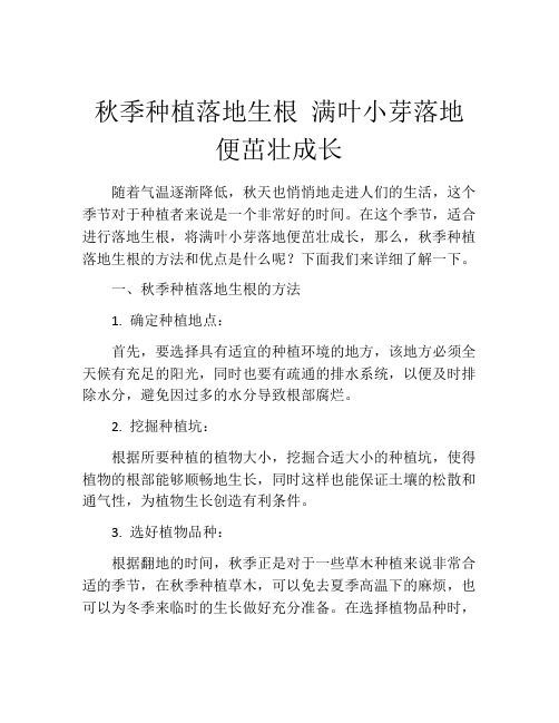 秋季种植落地生根 满叶小芽落地便茁壮成长