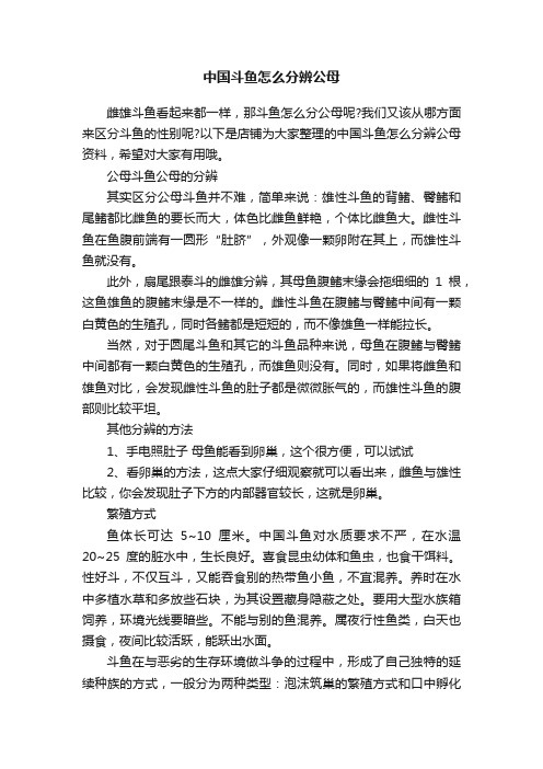 中国斗鱼怎么分辨公母