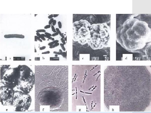 初中七年级下学期生物课件-6.1.1非特异性免疫