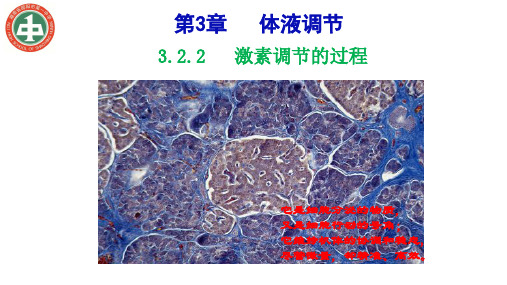 3.2.2激素调节的过程-【新教材】2020-2021学年人教版（2019）高中生物选择性必修一课件