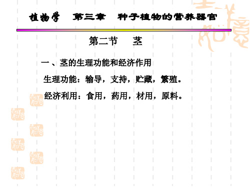 第三章第二节：种子植物的营养器官(茎)课件