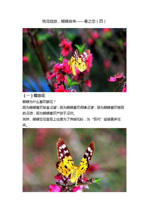 桃花绽放，蝴蝶自来——春之恋（四）