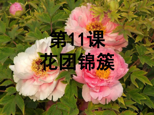 花团锦簇美术课件PPT