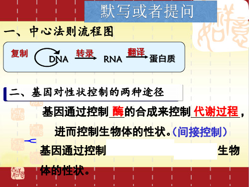 5.1 基因突变和基因重组 人教版(2019)高中生物必修二课件(共43张PPT)