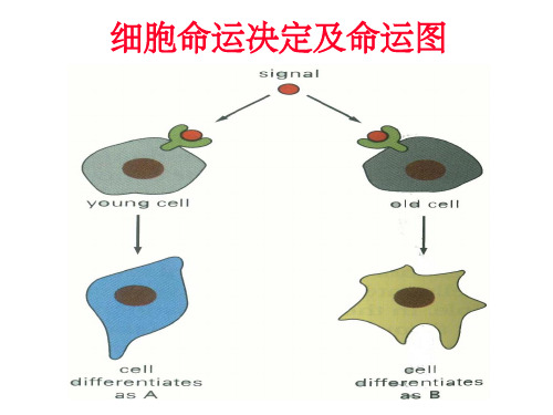 发育生物学——细胞命运决定