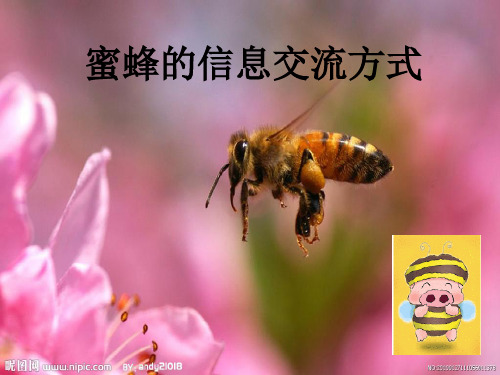 蜜蜂的信息表达方式