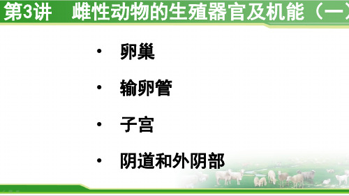 动物繁殖学：雌性动物的生殖器官及机能