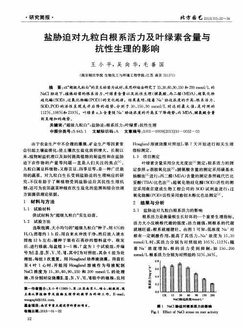 盐胁迫对九粒白根系活力及叶绿素含量与抗性生理的影响