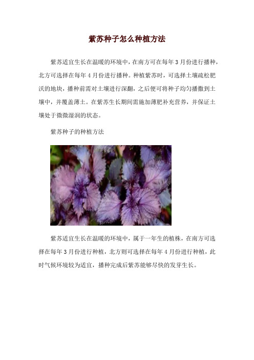 紫苏种子怎么种植方法