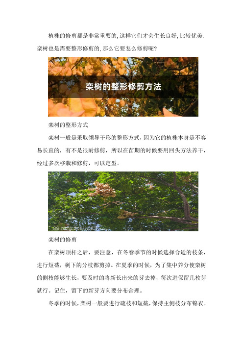 栾树的整形修剪方法