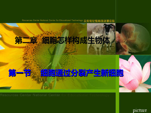 细胞通过分裂产生新细胞(共20张PPT)