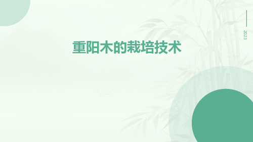 重阳木的栽培技术