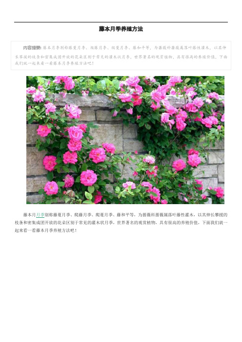 藤本月季养殖方法