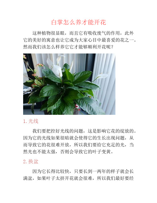 白掌怎么养才能开花-养花技巧