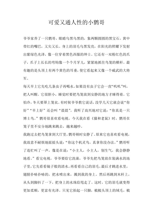 六年级叙事可爱又通人性的小鹩哥