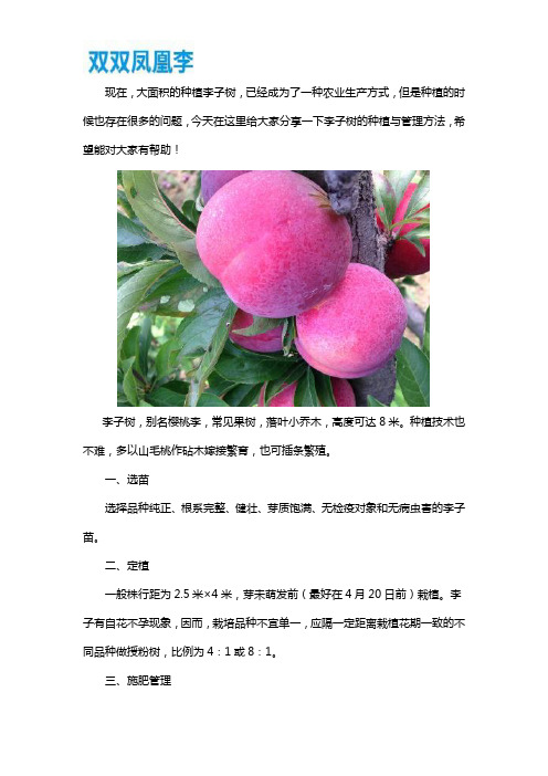 李子树的种植与管理方法