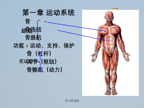 骨与骨连接