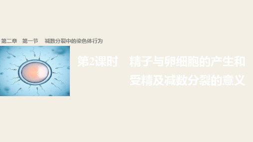 2018学年高中生物浙科版必修二配套课件:第二章 染色体与遗传 第一节 第2课时