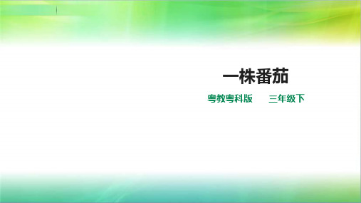 粤教粤科版小学科学新版三年级下册科学第三单元第11课时《一株番茄》课件