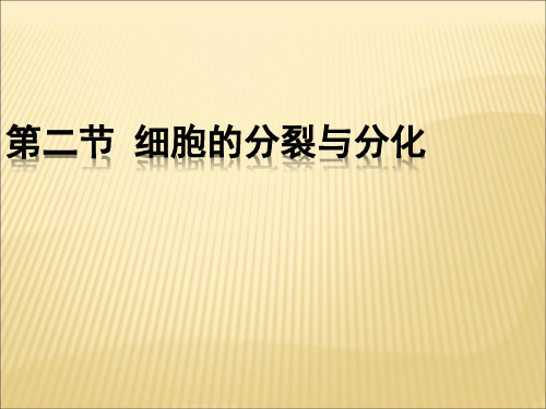 济南版生物七年级上第二节《细胞的分裂和分化》ppt课件3