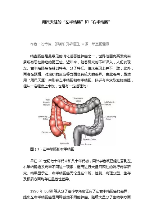 咫尺天涯的“左半结肠”和“右半结肠”