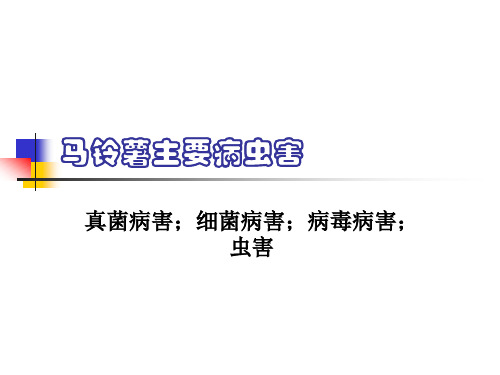 马铃薯主要病害、病毒与虫害识别与防治