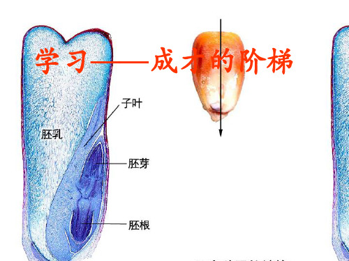 成功之路PPT教材课件