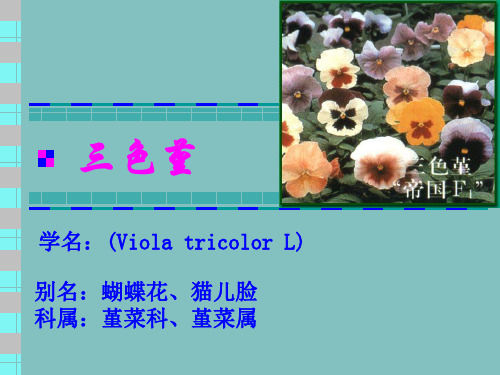 三色堇的栽培技术资料