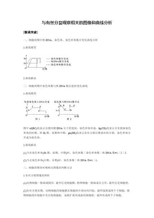 与有丝分裂观察相关的图像和曲线分析