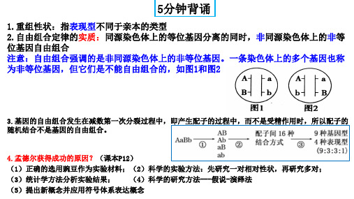 备战2024年高考生物一轮复习全方位精讲课件(新教材新高考)精讲15 基因的自由组合定律