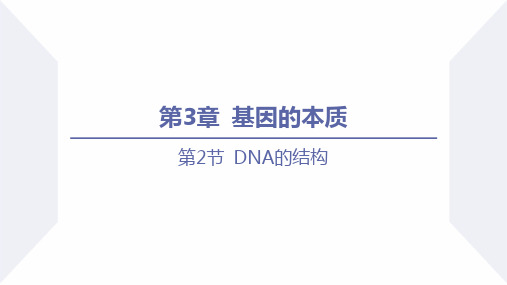 DNA的结构(课件)高一生物(人教版2019必修2)