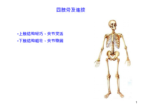 32_四肢骨及连接课件