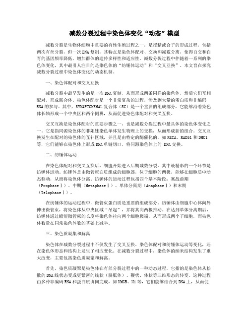 减数分裂过程中染色体变化“动态”模型