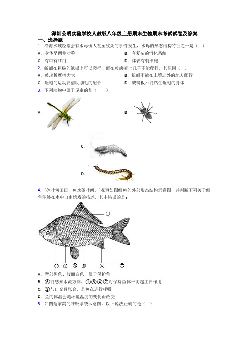 深圳公明实验学校人教版八年级上册期末生物期末考试试卷及答案