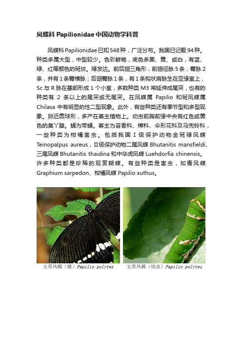 凤蝶科Papilionidae中国动物学科普