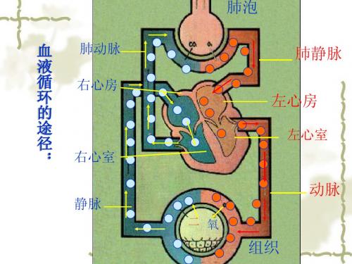 4-4输血与血型