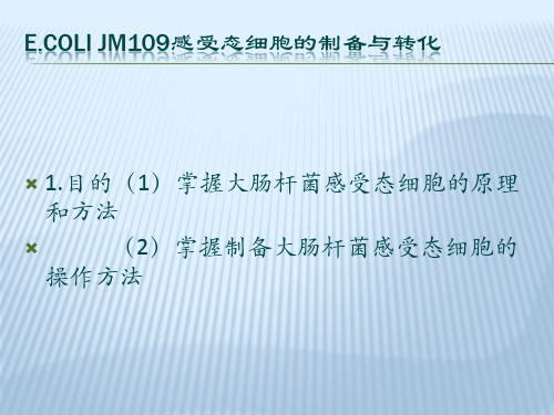 JM109感受态的制备与转化