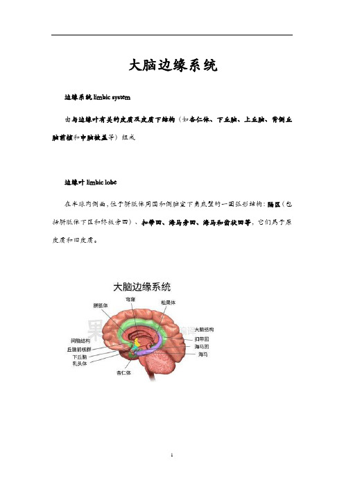 大脑边缘系统及大鼠系统解剖简述