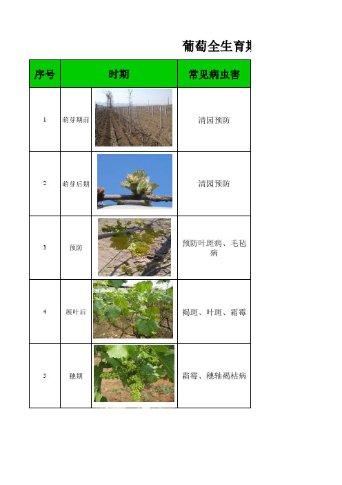 葡萄全生育期管理方案