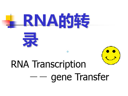 RNA的转录