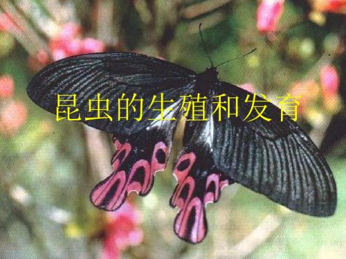 初中生物八年级下册课件《昆虫的生殖和发育》
