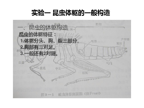 昆虫学实验1ppt课件