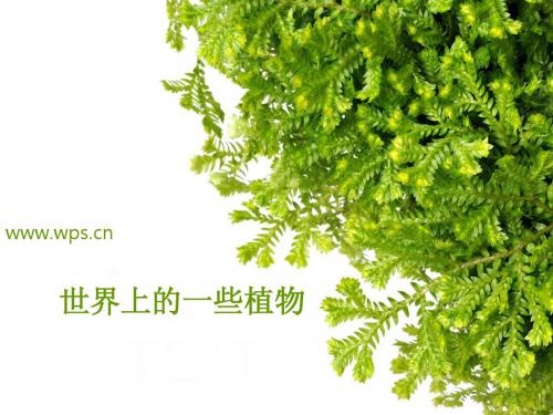 世界上的一些奇特植物